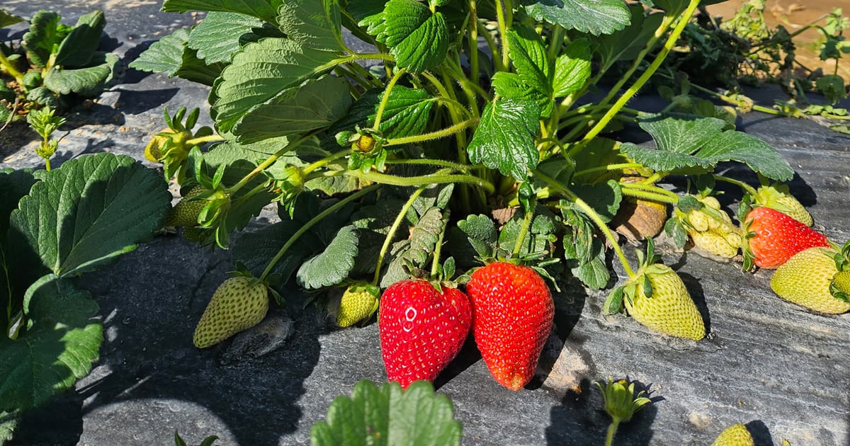 Arkansas strawberry season starts early with strong crop outlook