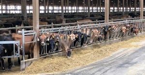 Jersey and Holstein-Jersey crossbred cows and houses them in a large freestall barn