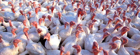 two_dakota_turkey_farms_infected_deadly_avian_flu_1_635652539983048000.jpg