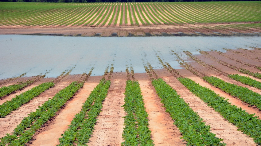 Standing water in Georgia peanut field June 23.