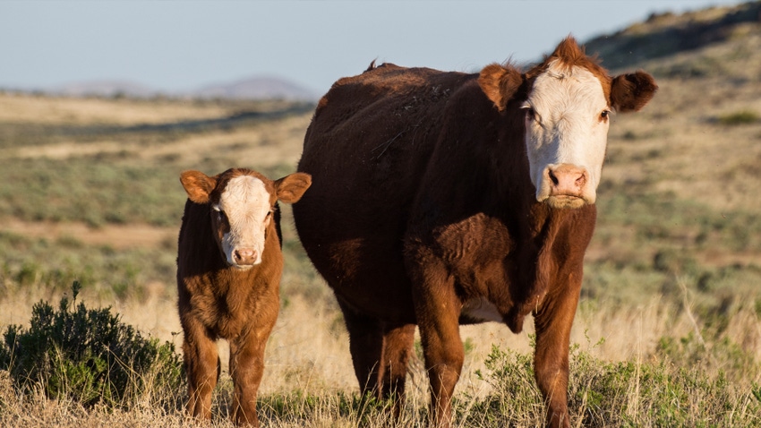 cow in calf in field