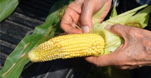 farmer examining ear of corn