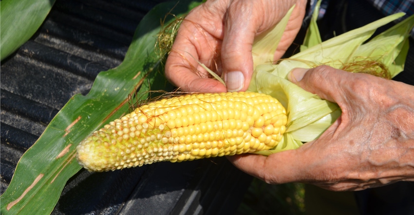 farmer examining ear of corn farmer examining ear of corn