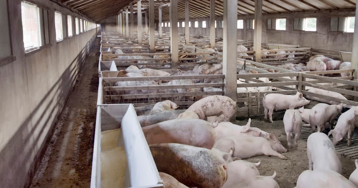 Michigan’s pigs, hogs and breeding stock all climb