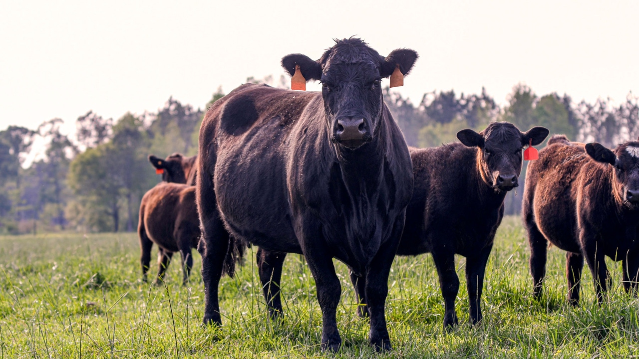 Record cattle prices, improved beef quality trends impact farmers