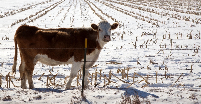 cow in field grazing