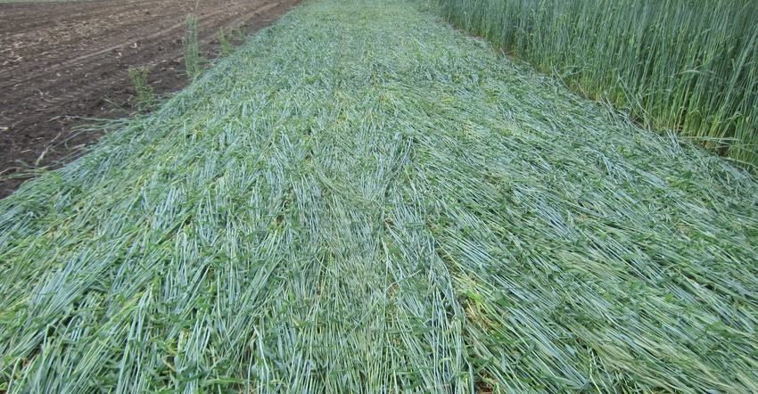 crop field