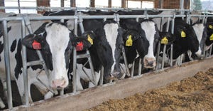 Holsteins at feed bunk 