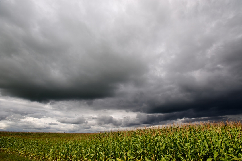 corn-field-rain-storm-182213028.jpg