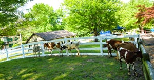 dairy calves at Grant's Farm