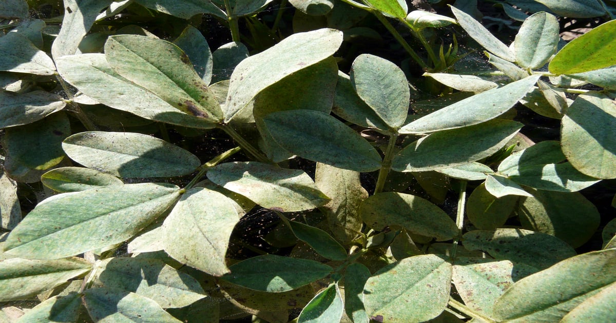 The 4 things to know about peanut pests right now