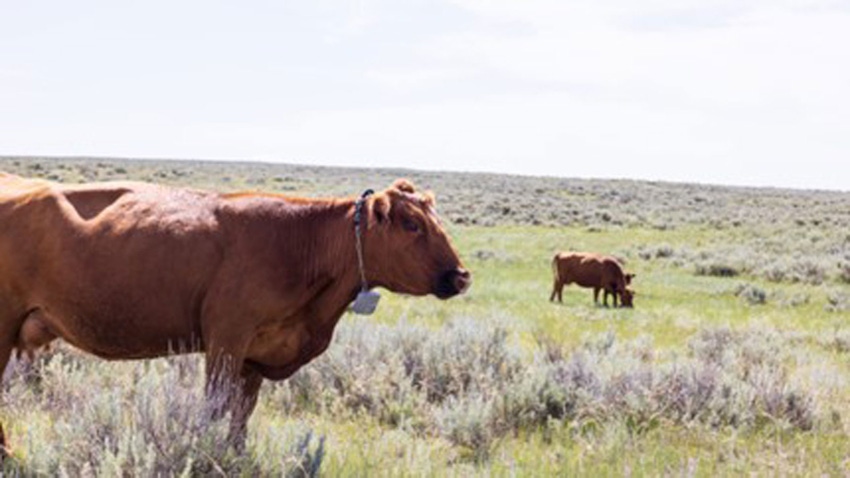 Cow up close in foreground standing in pasture wearing Vence virtual fence collar, with cow grazing in background.