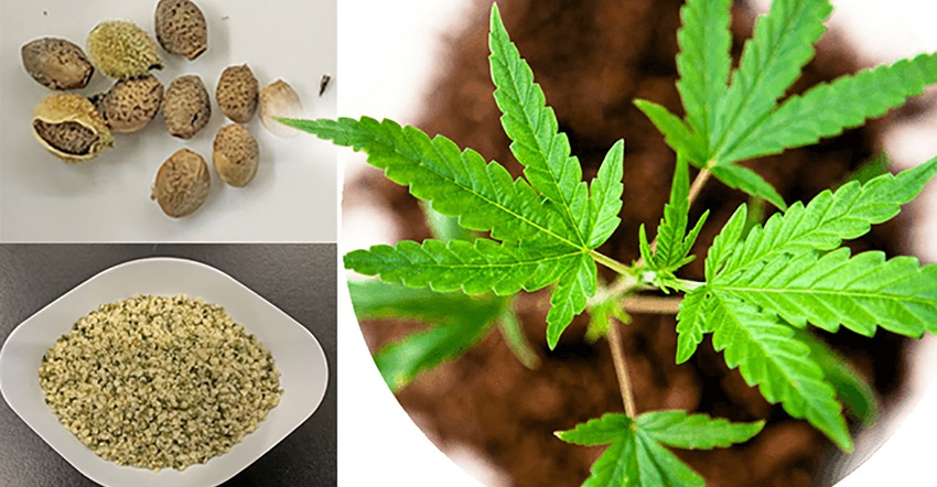 hemp seed pod, hemp seed and hemp plant