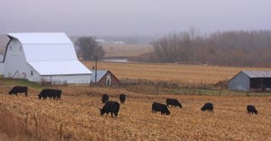 cattle grazing with barn and cornstalks