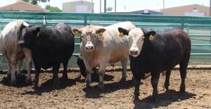 The Top 5 Steers in the Beef Empire Days Live Show, June 7, Garden City, Kan., take one last stroll before the audience. 