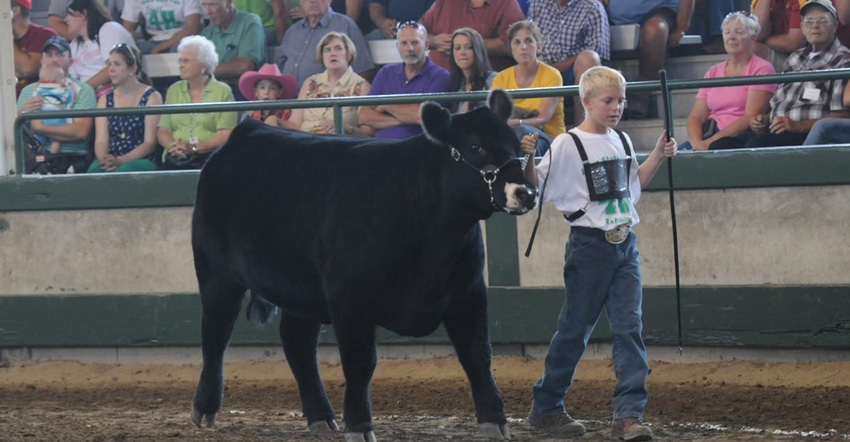 boy showing a cow at fair