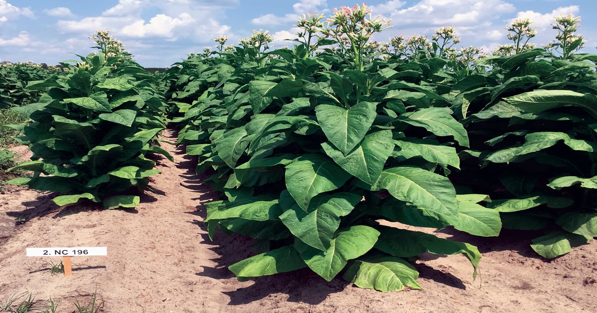 bali tobacco group BALI TOBACCO BLEND