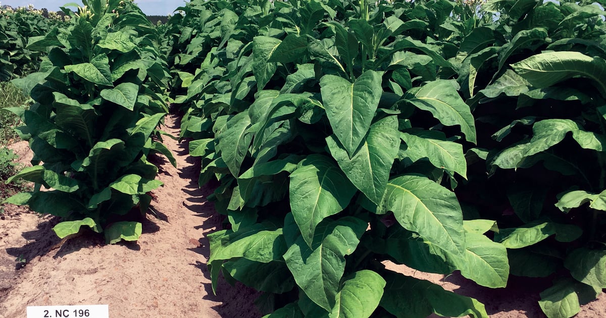 how does tobacco look | Cultivation, Curing & Grading Demystifying the Different Cigar Tobaccos