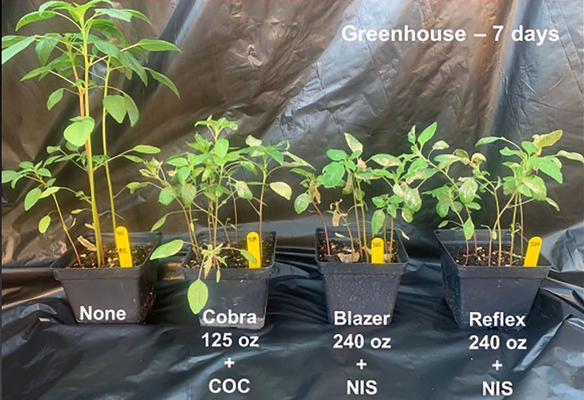 Culpepper-PPO-Greenhouse-Pigweed-W.jpg Culpepper-PPO-Greenhouse-Pigweed-W.jpg