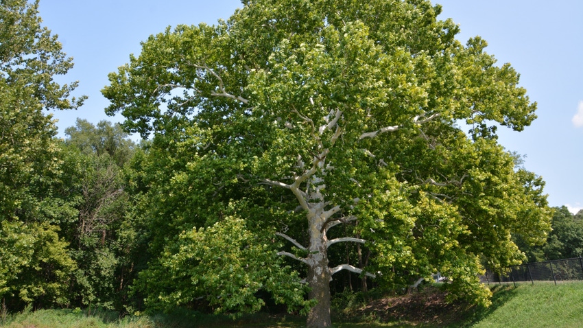mature shade trees