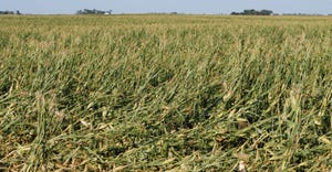 Damaged corn field from storm