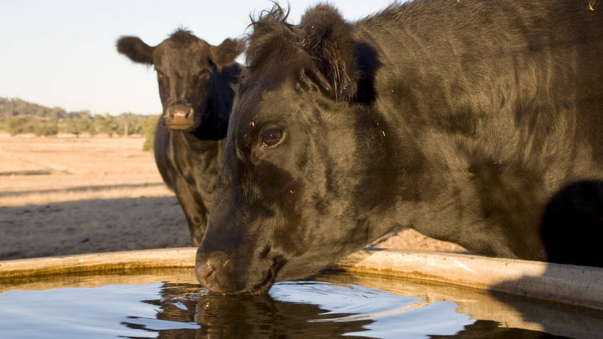  cow drinking out of water trough