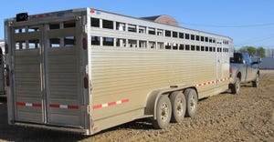 Cattle in trailer