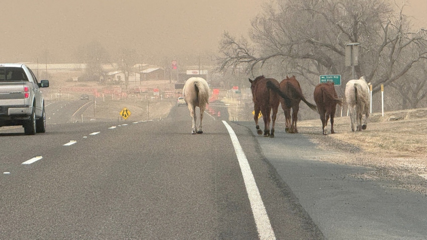 Texas Panhandle wildfires, wondering horses
