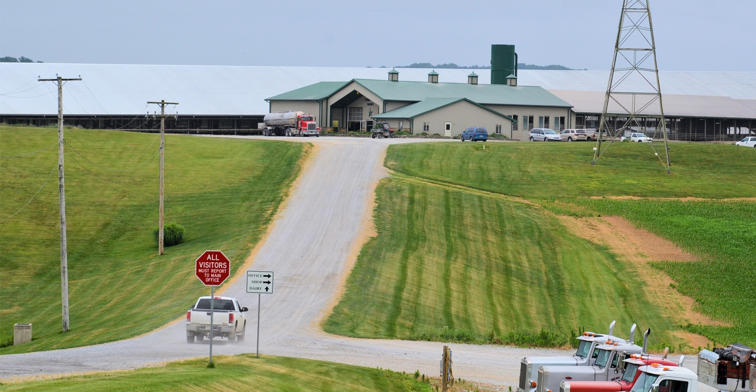 Miniature cows steal the show at Lancaster County farm