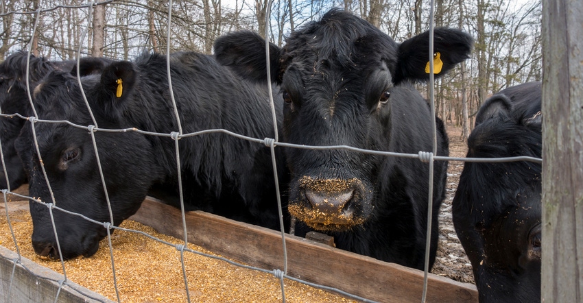 black angus cows eating corn