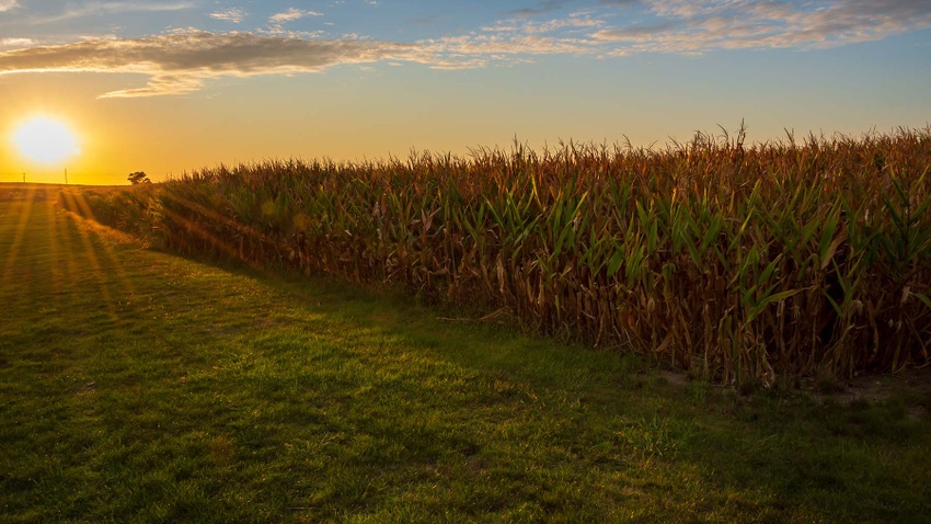 Sunset over corn field in the fall