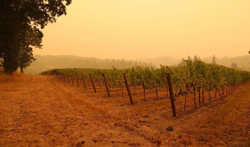 Smoky skies over Oregon vineyard