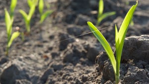 Seedling Corn