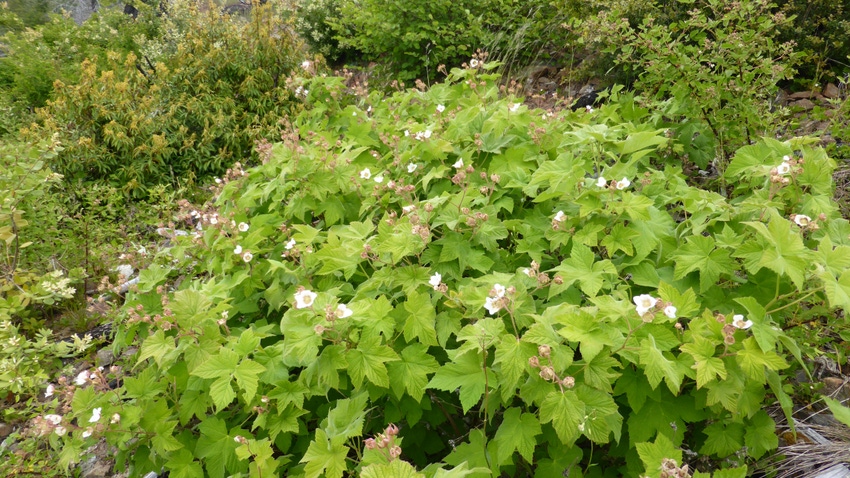 Flowers grow back after wildfire