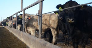 Cattle at feeder