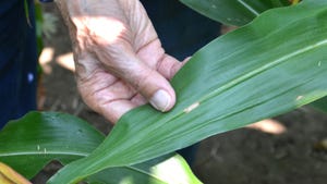 hand holding corn leaf with signs of gray leaf spot