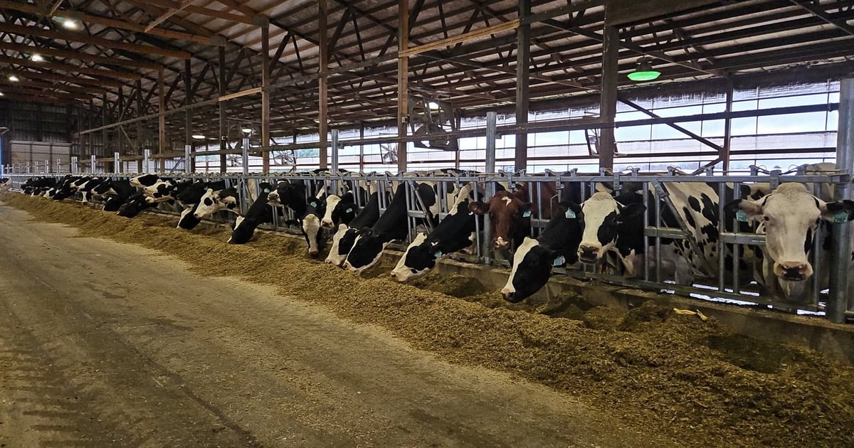 Butterfat production surge leads to price drop