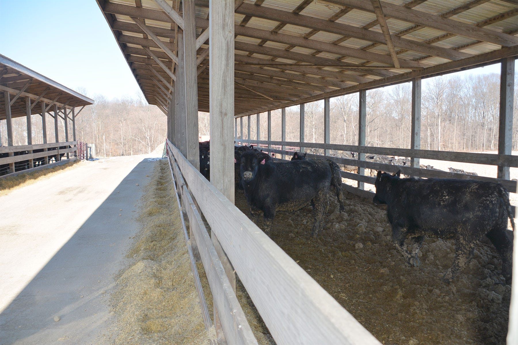 Cows feeding under a covered structure