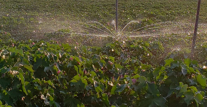 swfp-shelley-huguley-cotton-irrigation-web.jpg