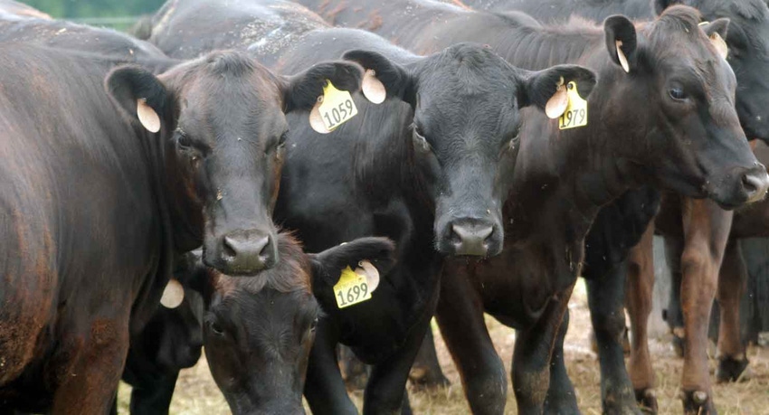 calves-farm-progress-4-a.jpg calves-farm-progress-4-a.jpg