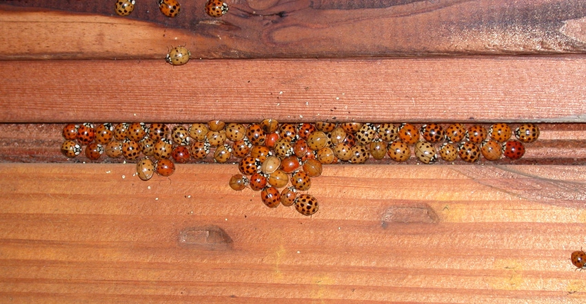Asian lady beetles Asian lady beetles