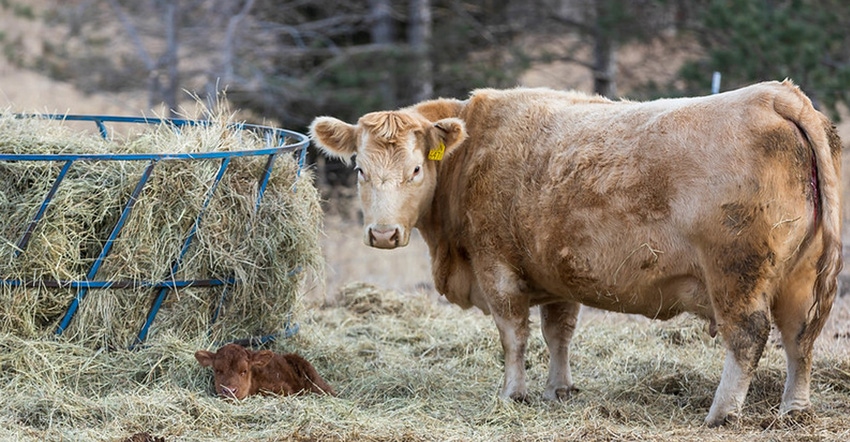Beef cow and calf at hay feeder