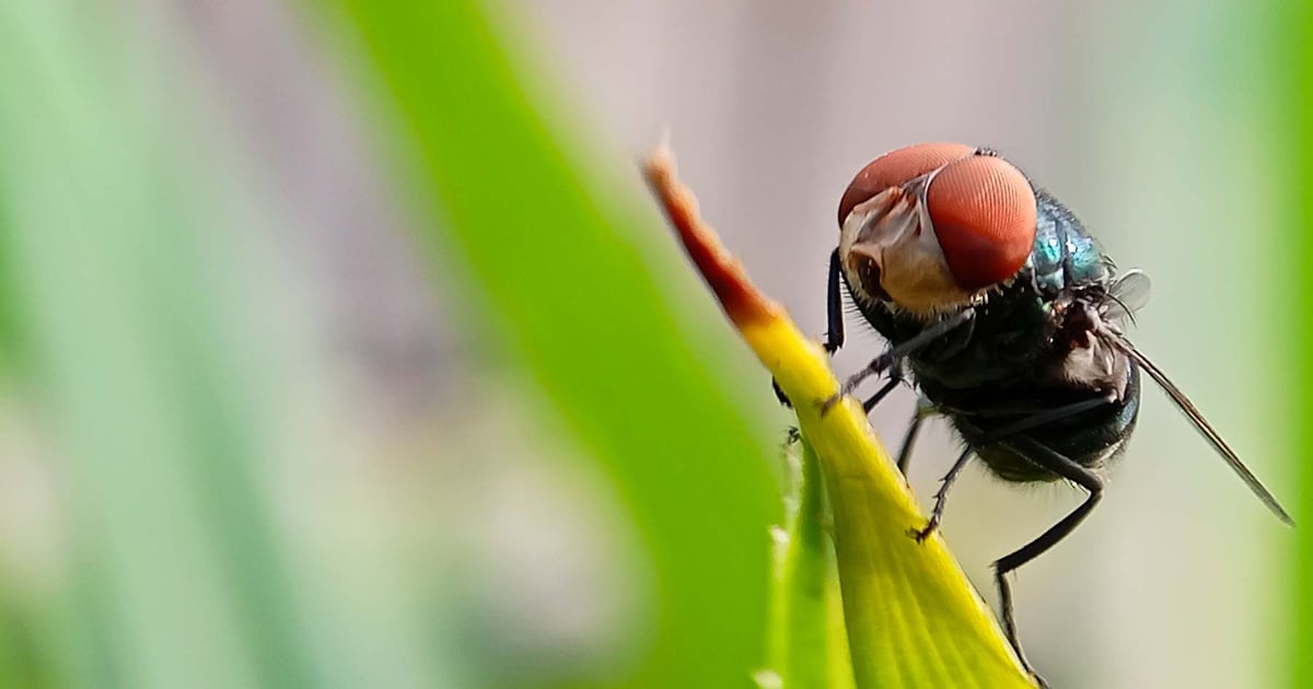 4 new screwworm cases confirmed in Texas after week of silence