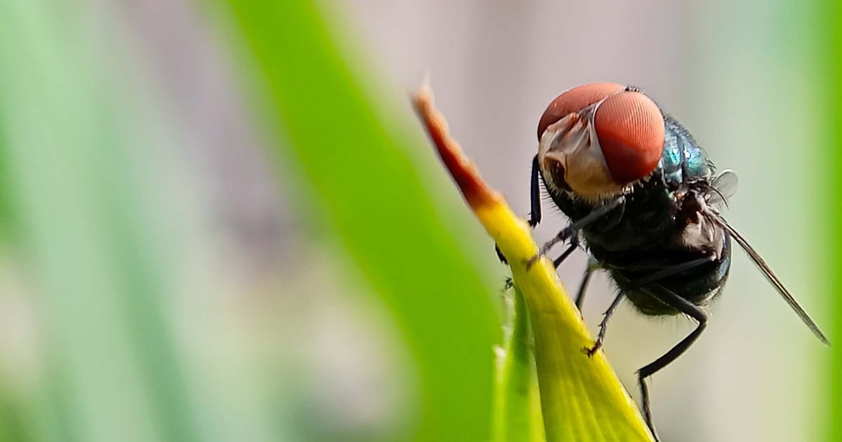 4 new screwworm cases confirmed in Texas after week of silence