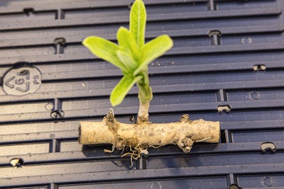 milkweed-root-section-approach-400.jpg milkweed-root-section-approach-400.jpg