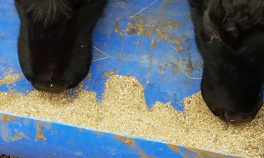 Cows licking mineral supplement Cows licking mineral supplement