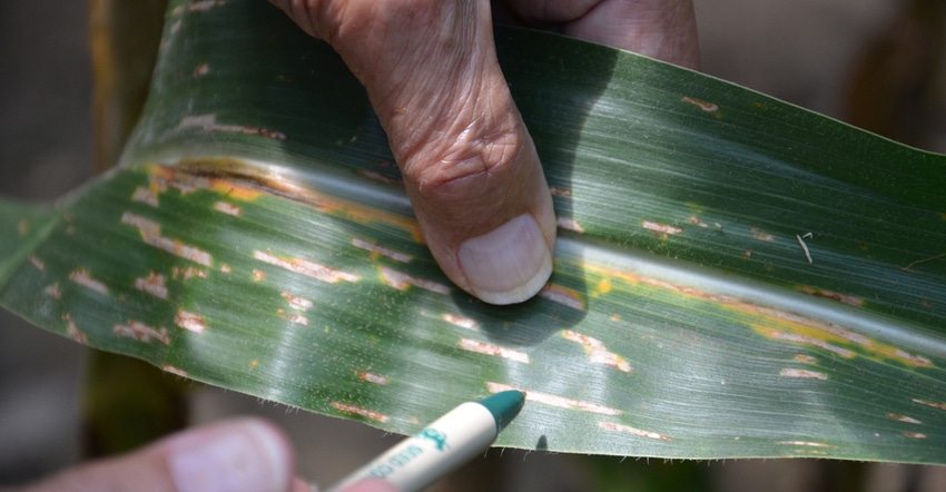 corn leaf with signs of disease