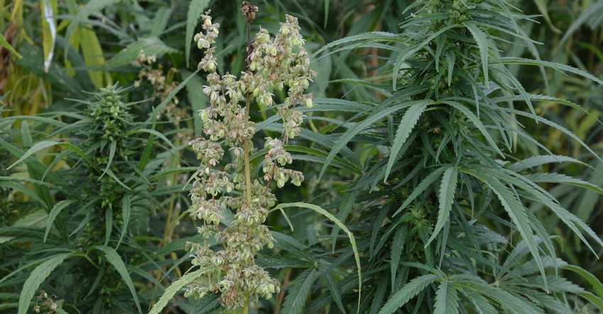 flowering hemp plants