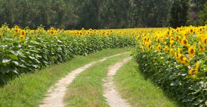 Farm road through a field of sunflowers
