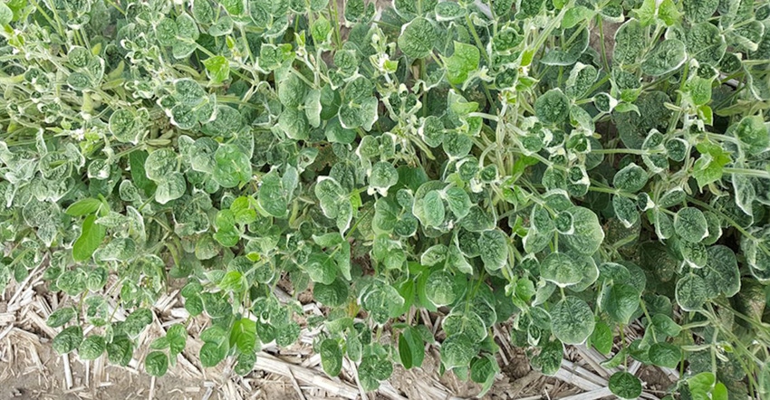 soybean injury soybean injury